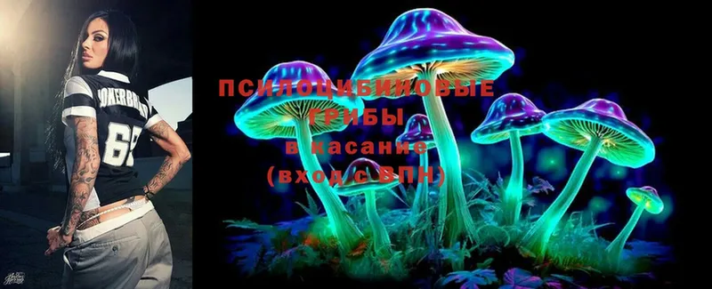 Псилоцибиновые грибы Psilocybe Калач